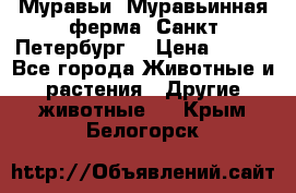 Муравьи, Муравьинная ферма. Санкт-Петербург. › Цена ­ 550 - Все города Животные и растения » Другие животные   . Крым,Белогорск